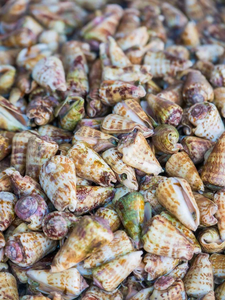 Mezclar almejas de agua dulce — Foto de Stock