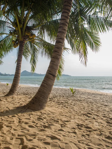 Kokosnoot boom op het strand in Koh Samui — Stockfoto