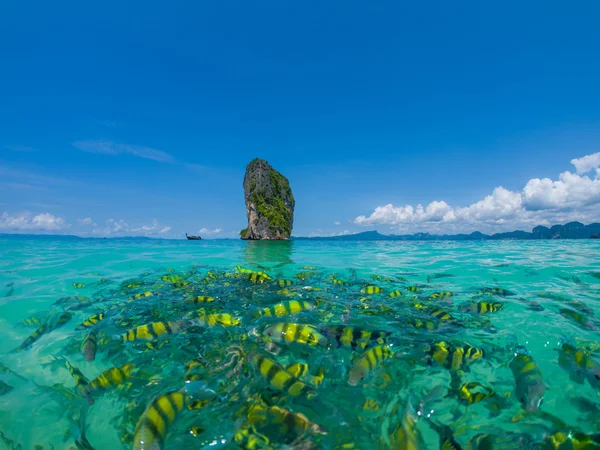 Vissen in het heldere azuurblauwe water, Poda strand — Stockfoto