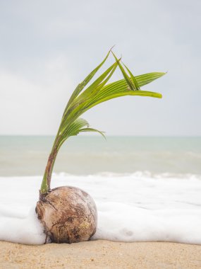 Hindistan cevizi Filiz tropikal denizlerde