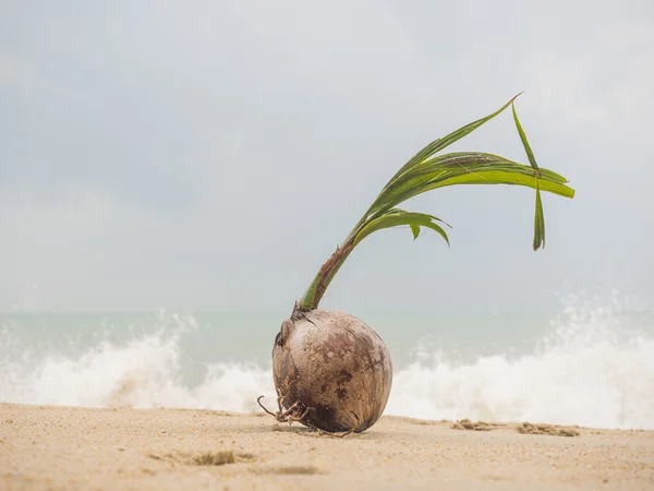 Pousse de noix de coco sur la mer tropicale — Photo