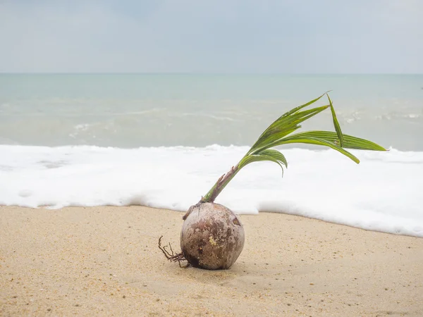 Pousse de noix de coco sur la mer tropicale — Photo