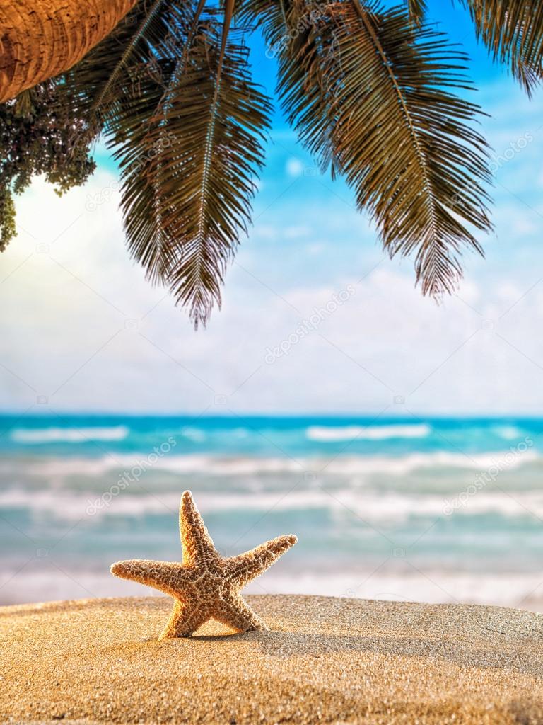starfish on the beach 