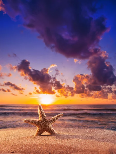 Starfish on the beach — Stock Photo, Image