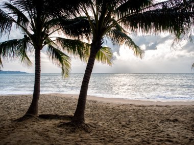 Deniz ve Hindistan cevizi hurma