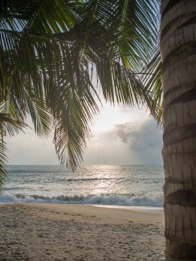 Deniz ve Hindistan cevizi hurma