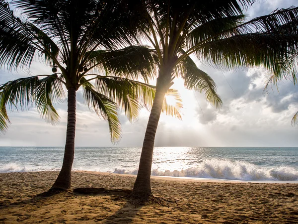 Meer und Kokospalmen — Stockfoto