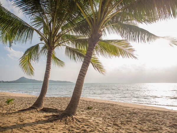 Havet och Kokosfibrer palm — Stockfoto