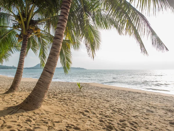 Havet och Kokosfibrer palm — Stockfoto