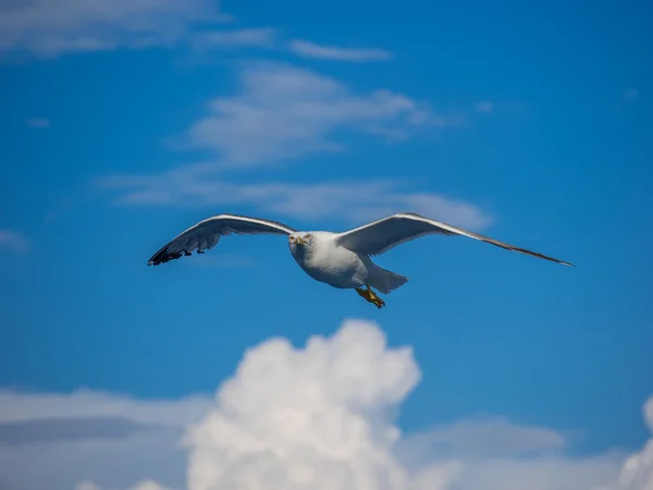 Mouette volant contre le ciel bleu — Photo