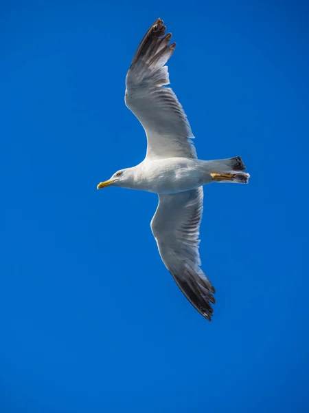 Mouette volant contre le ciel bleu — Photo