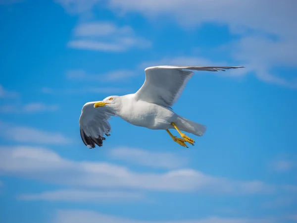 Karşı mavi gökyüzü uçan martı — Stok fotoğraf