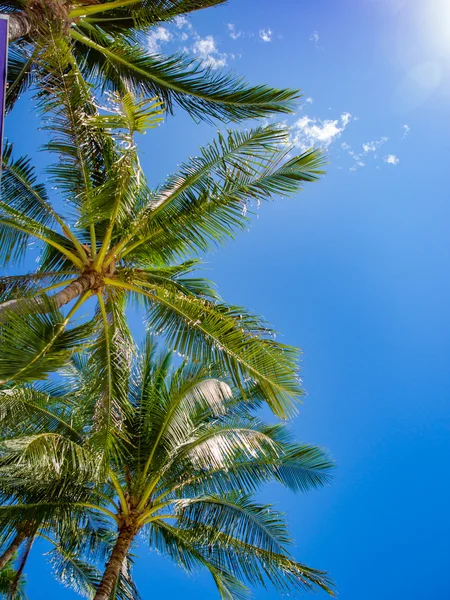 Coconut palm trees perspective — Stock Photo, Image