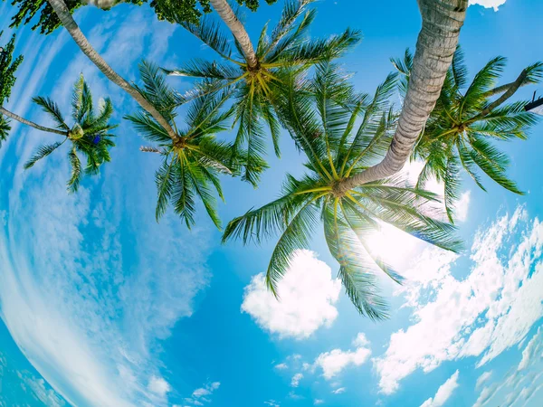 Perspectiva de las palmeras de coco — Foto de Stock