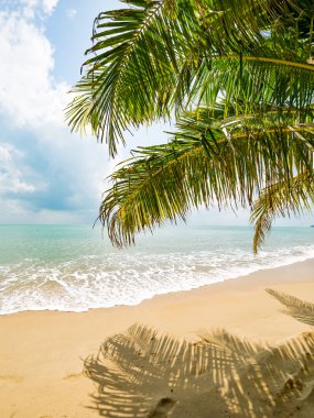 Koh Samui Adası peyzaj