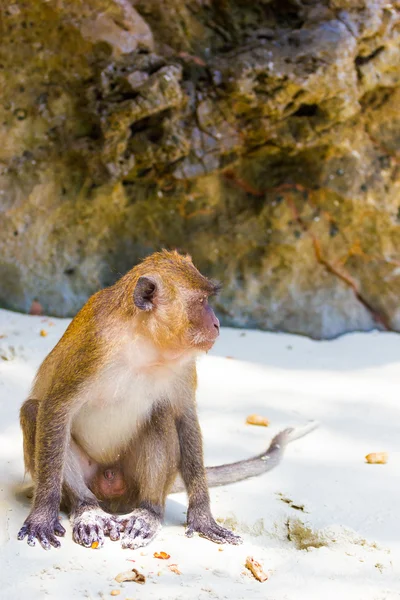 Małpa na plaży Karon beach Phuket — Zdjęcie stockowe