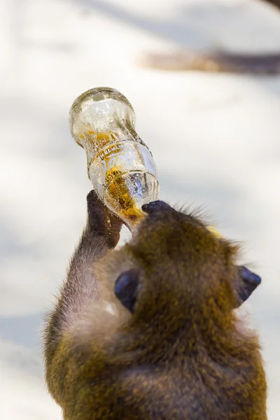 Monkey drinks Coca COla  on the beach in Thailand — Stock Photo, Image