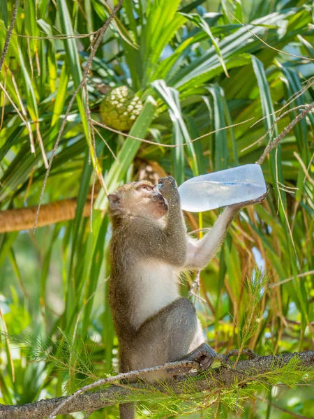 Monkey drinks water from a plasic bottle — Stock Photo, Image