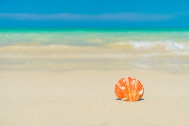 Kumsalda deniz kabuğu