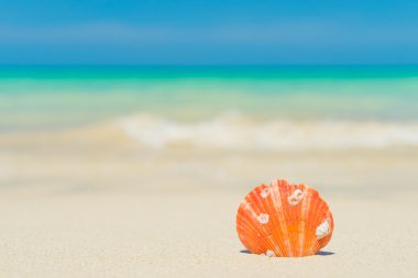 Kumsalda deniz kabuğu