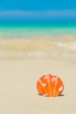 Kumsalda deniz kabuğu