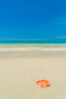 Kumsalda deniz kabuğu