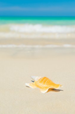 Kumsalda deniz kabuğu