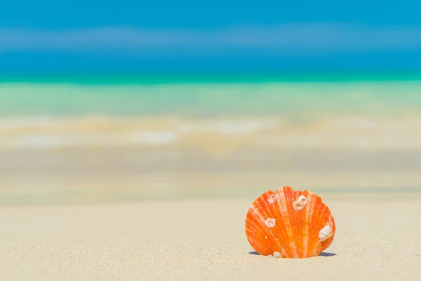 Shell di pantai — Stok Foto