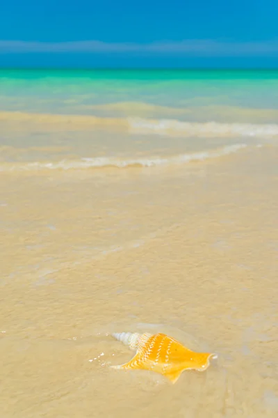 Concha en la playa —  Fotos de Stock