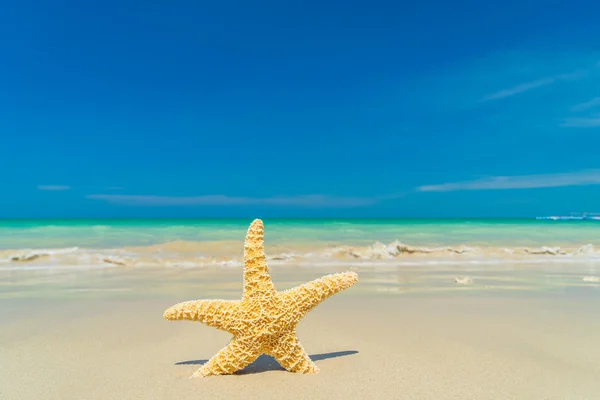 Starfish at the beach — Stock Photo, Image