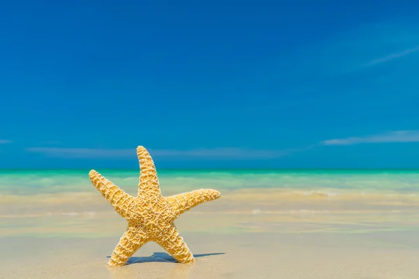 Zeester op het strand — Stockfoto