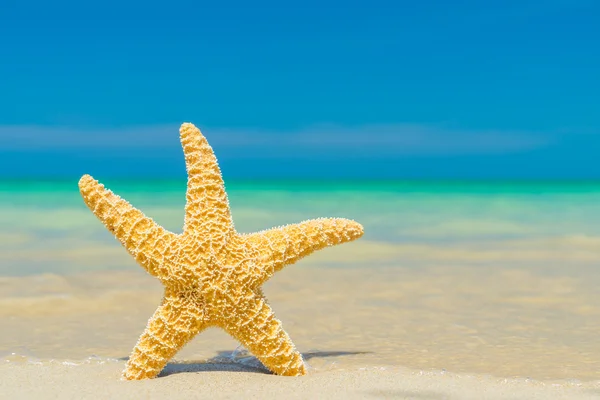 Étoile de mer à la plage — Photo