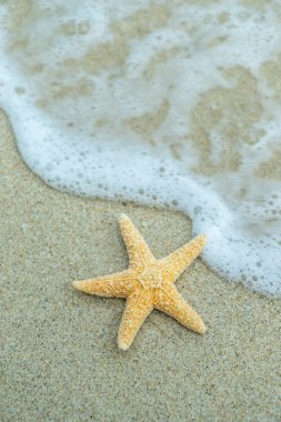 Sahilde denizyıldızı