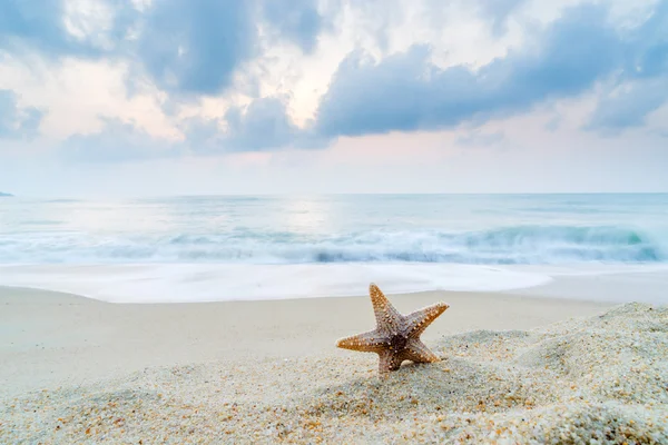 Starfish on the beach — Stock Photo, Image