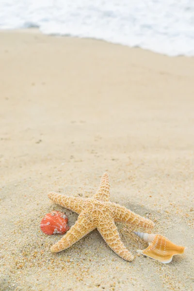 Étoile de mer sur la plage — Photo