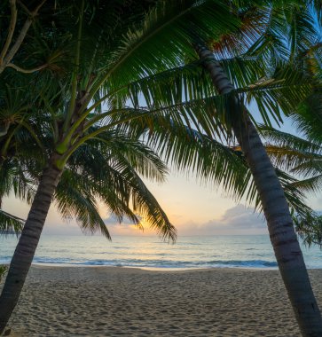 gün batımında sahilde Hindistan cevizi ağacı