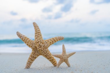 Sahilde denizyıldızı