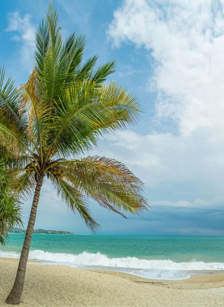 Кокосовое дерево на пляже — стоковое фото