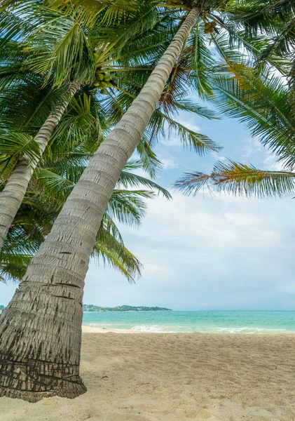 Kokosnötsträd på stranden — Stockfoto