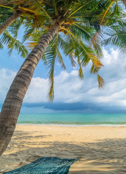 Coconut tree on the beach — Stock Photo, Image