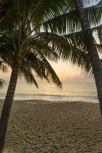 Kokosnoot boom op het strand bij zonsondergang — Stockfoto