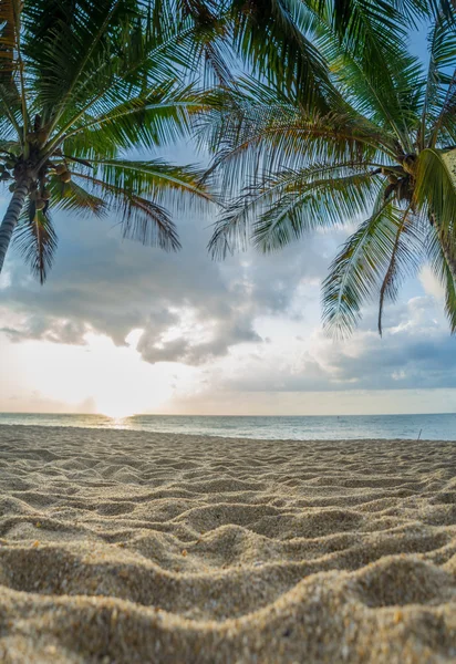 Kokosnoot boom op het strand bij zonsondergang — Stockfoto