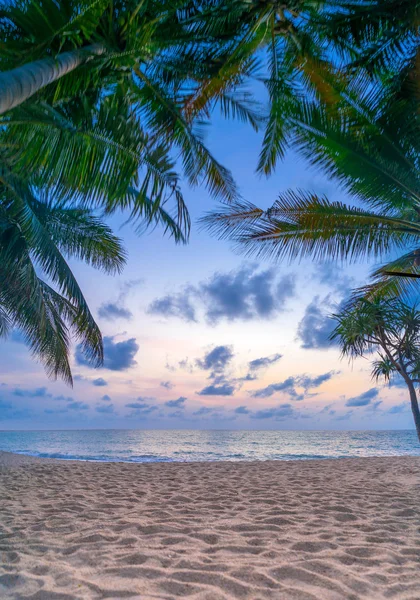 Kokosnoot boom op het strand bij zonsondergang — Stockfoto