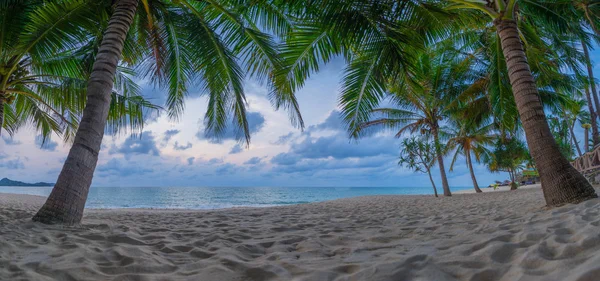 Cocotier sur la plage au coucher du soleil — Photo