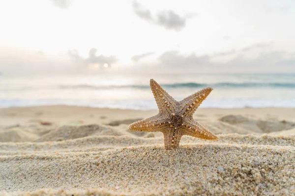 Starfish on the beach — Stock Photo, Image