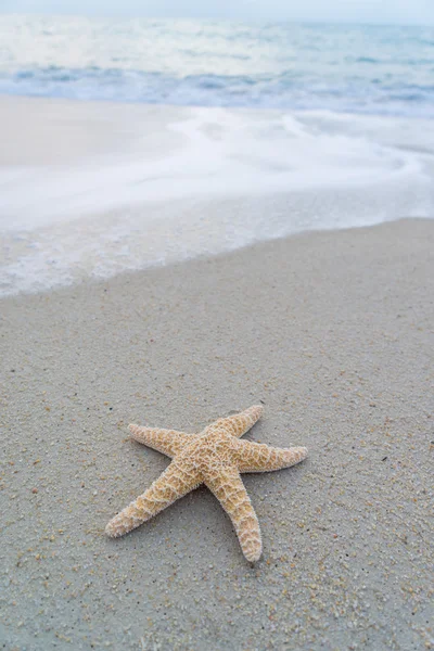 Starfish on the beach — Stock Photo, Image