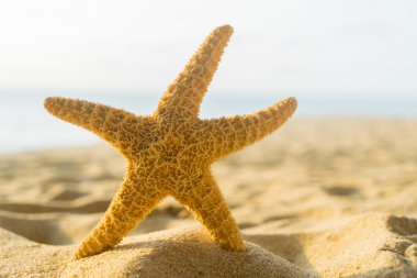 Sahilde denizyıldızı