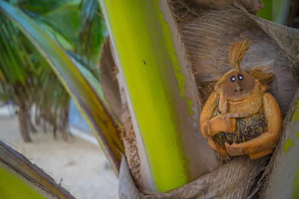 Кокосовая обезьяна на пляже — стоковое фото