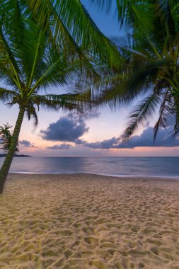 gün batımında sahilde Hindistan cevizi ağacı