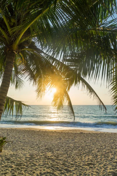 Coconut tree on the beach at sunset — Stock Photo, Image